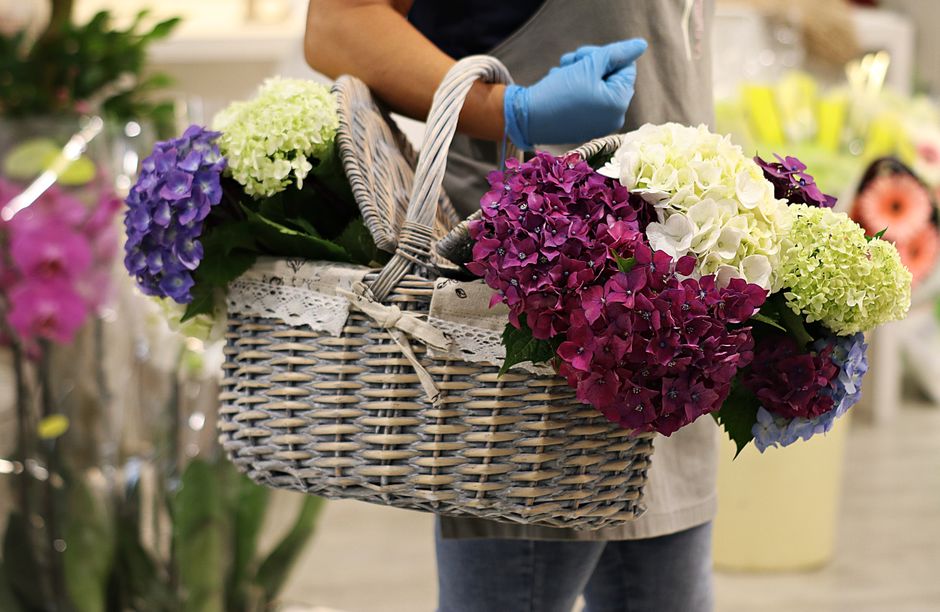 A person wearing a light-colored apron and blue gloves holds a wicker basket filled with fresh, vibrant hydrangea blooms in shades of purple, white, and pale green. The arrangement showcases large clu