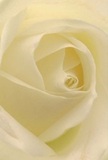 Step into the tender heart of a cream-white rose, captured as if you're nestled within its petals in a tranquil Canonbury florist's haven. Each petal unfolds in delicate, spiraling layers, inviting the senses to imagine soft, silk-like textures and hints of morning dew drifting from the New River Path. Luminous shadows entwine among the ivory folds, imparting a serene depth and understated drama to the composition. The atmosphere is peaceful, much like the first hush of daybreak over Canonbury Grove-a perfect backdrop for moments of reflection, gratitude, or beginnings. This rose conveys reverence, making it an ideal bloom for sympathy, admiration, or celebrating new chapters in the Islington community. You can almost sense the subtle, lingering fragrance-clean, gently sweet, imbued with hope. Such close, intimate artistry reminds you of the care and passion local florists pour into every arrangement, ensuring each bouquet from Canonbury is not just seen but truly felt in every heartfelt occasion.